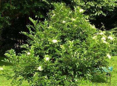  米兰：不开花都以为是米兰，开花香味扑鼻！九里香怎么养？
