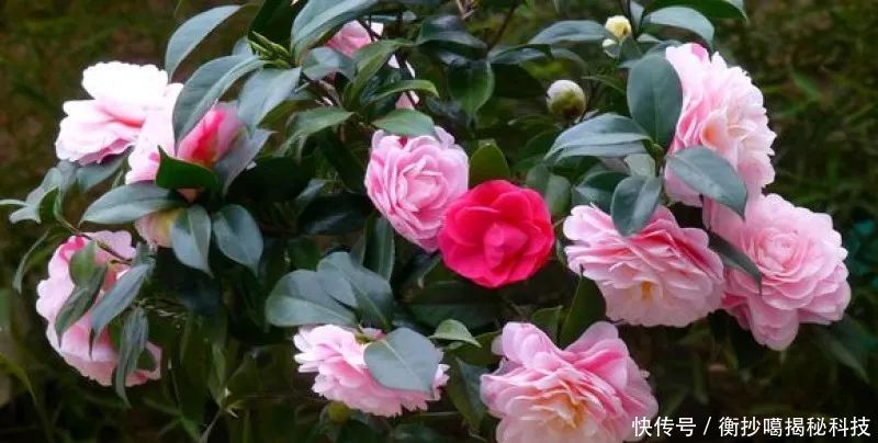 小妙■养花小妙招,花开爆满盆