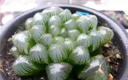 『品种』搞不懂这几点,你千万别去养玉露、万象、寿、玉扇这些多肉