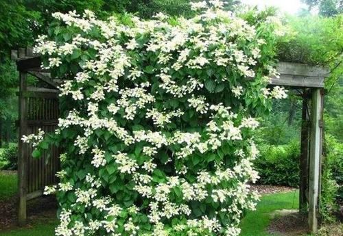  【家里】我国最美爬藤花，花开200天不落，家里种一棵，香的不得了！