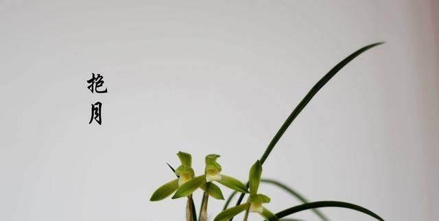  『香味』“高档”兰花怎么挑选？新手记住这6点，不怕买不到好兰花！