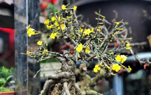  「迎春花」迎春花盆景“根部”养护最重要，能不能养出观赏感，就靠它！
