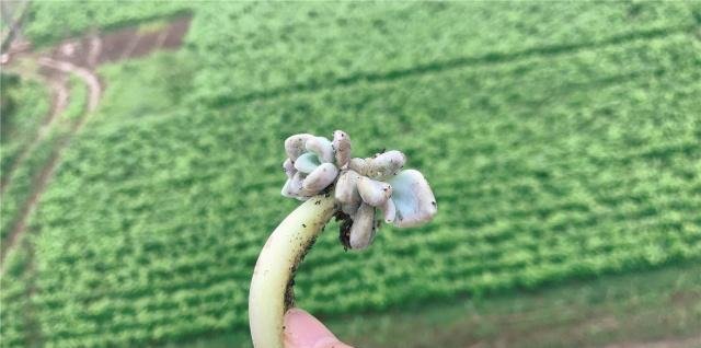  个头：多肉叶插有心叶插不长芽，无心丢叶叶爆头，1片叶子3个头！