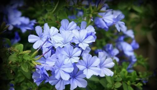 「花期」适合家养的5种花，养护简单不操心，一年四季开花不断，谁养谁爱