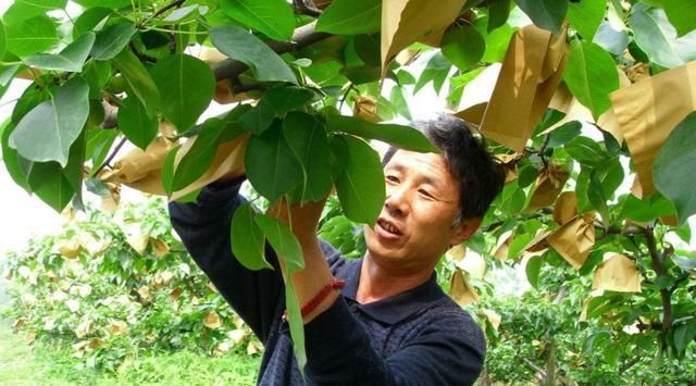  #功劳#农村又一怪象出现，曾立下功劳的水果套袋，现在却让农民