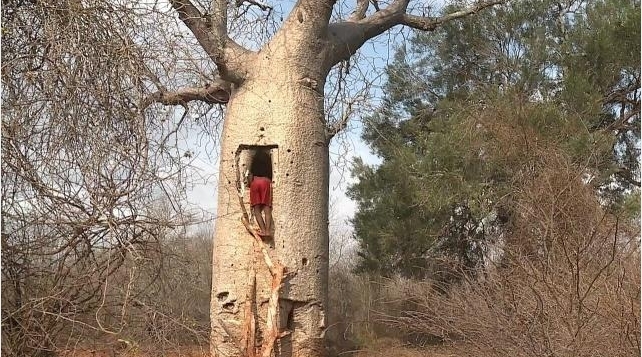 一次能存2吨水，非洲人民称它为生命之树，在国内平凡的令人心酸