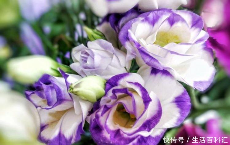 #红色#阳台养这几朵花,花开不断,花色艳丽,花开枝繁叶茂