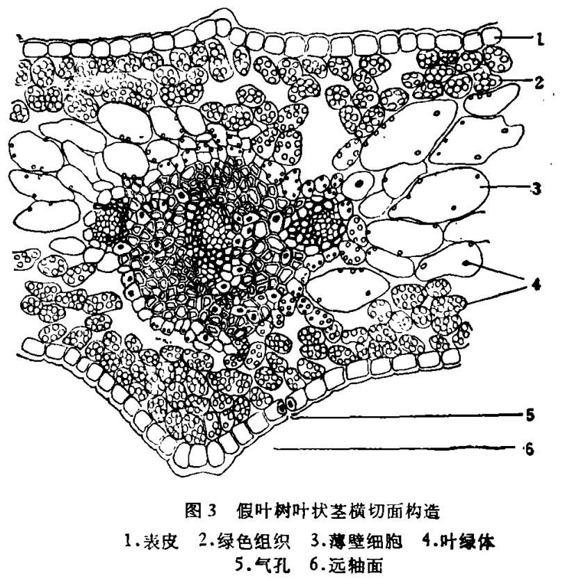  #假叶树的叶状枝#长着叶的模样，干着叶的活，为什么不给它叶的名分