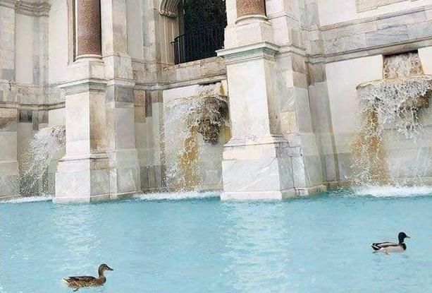  『图片来自网』意大利游客骤减，威尼斯河道变清澈，出现天鹅和海豚！