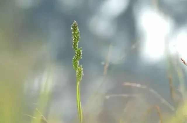  梨花■「清明节」梨花风起正清明，游子寻春半出城