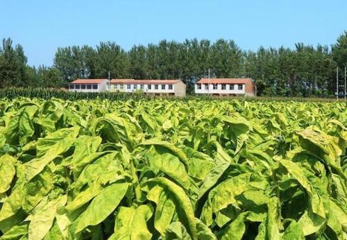  「大哥」别想着养猪了！农村大哥种植一作物，30亩收入15万，知