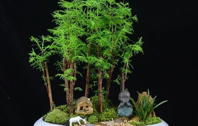 【漂亮】水杉,植物界“活化石”,一节枝条,轻松做一盆漂亮水杉盆景