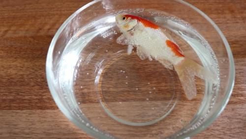鱼缸:老外奇葩测试:把碳酸饮料倒入鱼缸,只想让鱼儿品尝一下味道!