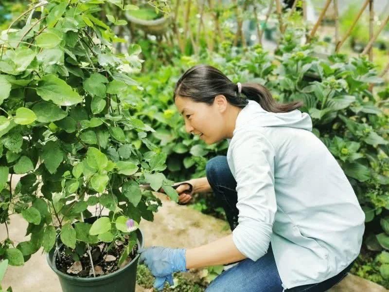  『辞职』从银行辞职做“花农”，她打造的花园超治愈