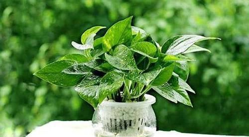 【蔬菜】想要在家水培植物，除了花卉还能选择蔬菜，山药藤蔓长得像绿萝