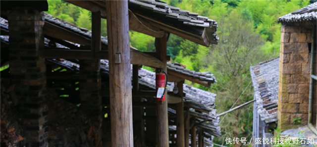 浙江、福建交界，有个300年秘境古村，仙人掌都长成了参天大树
