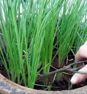  #蔬菜#阳台种点这3种菜，吃完一茬又长一茬，蹭蹭长不停，简单好养好吃