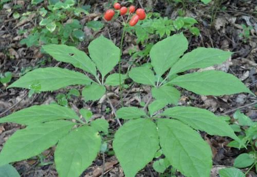  「植物」1种野生的植物，常被称为“人参花”，遇见是幸运，1斤能卖“60”