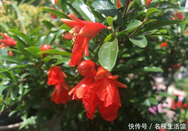  「盆栽」石榴盆栽的盛花期到了，做到这几点，叶绿花艳、越开越多能结果