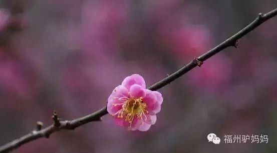 梅花开了!福州赏梅地图新鲜出炉，现在就去!