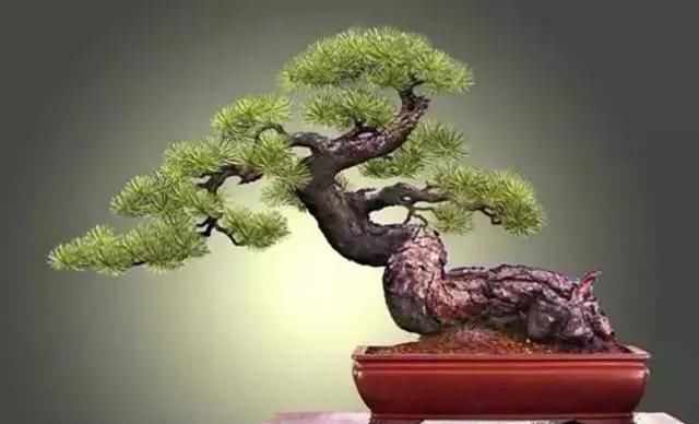  「跨年」粤北盆景艺术跨年大展，值得期待