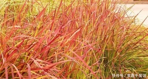 \＂l1\＂: \＂不要再送花束了，换个百搭的花盒吧\＂这东西，人称“血草”，名字吓人却是一“宝”，野外遇见，请珍惜