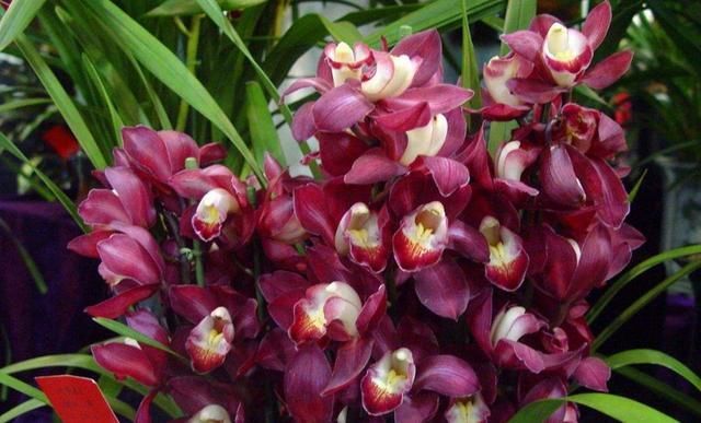  『玫瑰』美过荷花，香过桂花，一年四季花开不断，连玫瑰都自愧不如