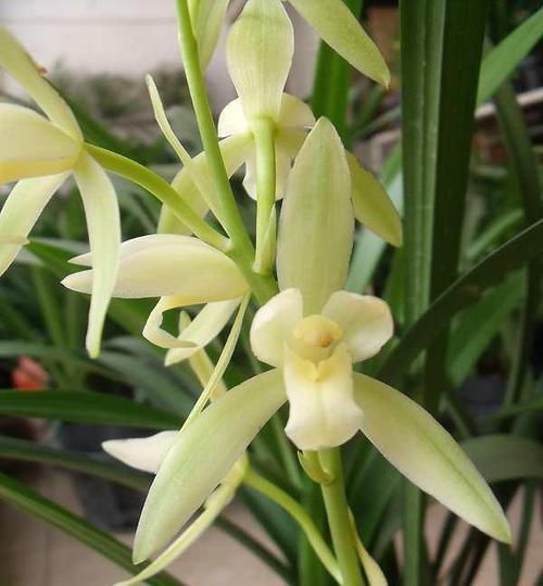  「便宜」最“便宜”的兰花，花色纯洁无暇，香味浓厚醇正，每年开花3次