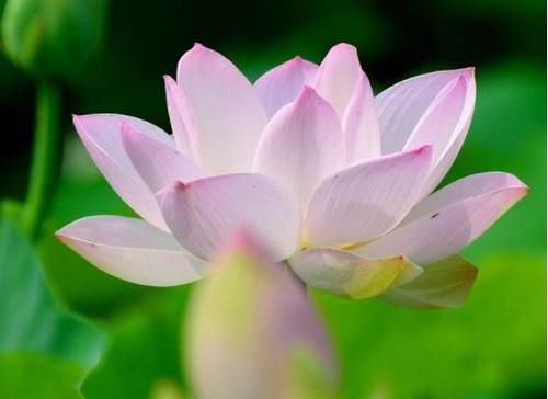  『玫瑰』喜欢玫瑰，不如养盆“精品玫瑰”白巧克力，洁白无瑕，高贵淡雅
