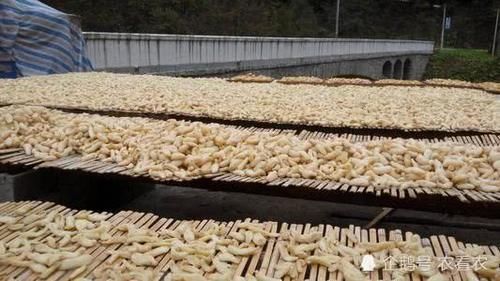  仙人|山里一种野味，人称“仙人脚”，九蒸九晒才能吃，如今野生