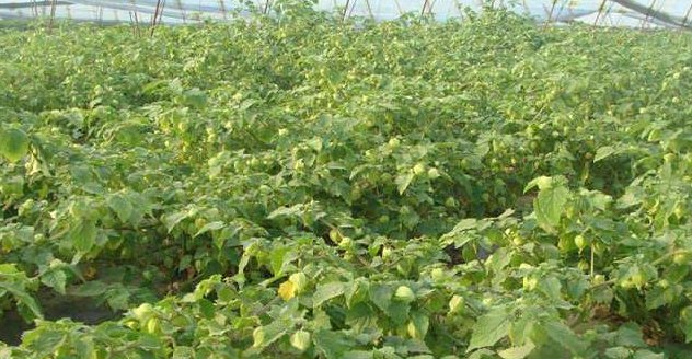 农民不种玉米改种它，市场价15块1斤，亩赚近万元