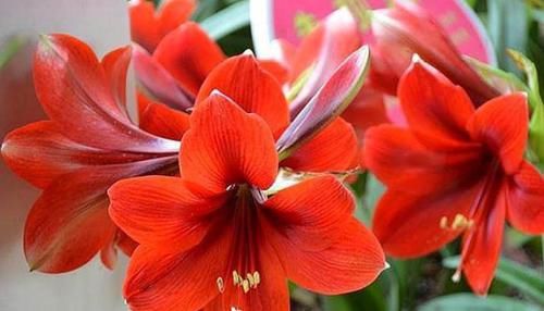  #朱顶红#春季养此款花卉，花大服盆快，花色艳丽，花开枝繁叶茂