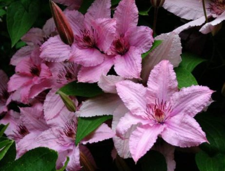 「花形」养花就养此款花,植株冠形丰满紧凑,花形优美,养在家里美不胜收