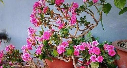  『适合』3种植物花期贼长，最适合室内盆栽赏花，好看好养好爆盆