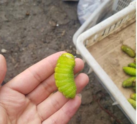 农村大妈凌晨采集“稀罕物”，早市现剪现卖，两小时赚了420元