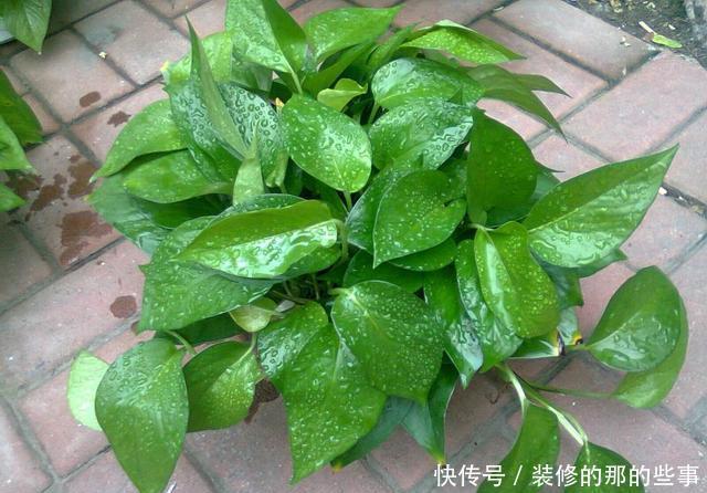 [更是]这3种花都听过，能养的人、会养的人不多，养开花更是不轻松