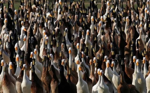  解决：巴基斯坦形势危急，中国有三招可灭蝗虫，可解决巴铁难题