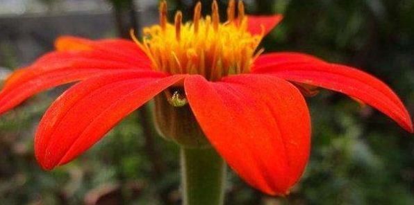 #气质#喜欢菊花,那就养盆红艳似火的“圆叶肿柄菊”,花色艳丽,气质优雅