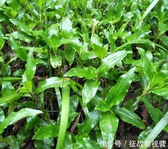  #药草#田边这种“瓜子草”，以前农民见1株拔1株，如今知道能卖