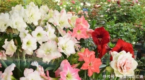 「院子里」想要个这样的小院子,门前屋后种满花,日子慢悠悠!