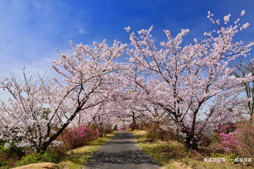 2019年樱花前线来袭！快来看最新樱花季预测！