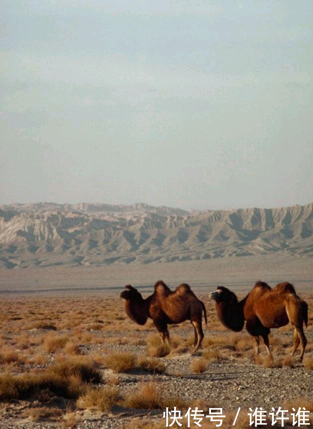 中国最美沙漠有哪些?我们一起来看看