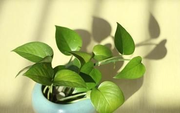  「绿萝」水培的绿萝,注意这几点,整个冬天绿油油!