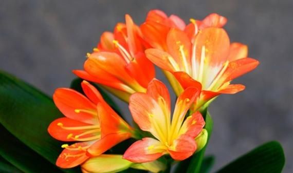  [家里]“4种花”自带富贵气，花开红艳喜爆盆，家里养几盆，富贵又招财