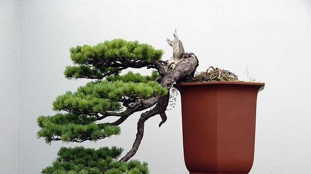 60例盆景树种,总有属于你的那棵(建议收藏)