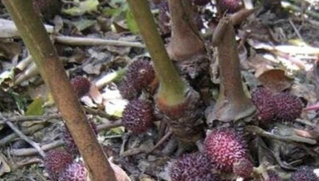  地面|在山沟里，1种野果像“杨梅”，果子却在地面生长，珍贵、