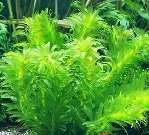  一大■比铜钱草好看的花，7天爆满一大缸，多到家里堆不下