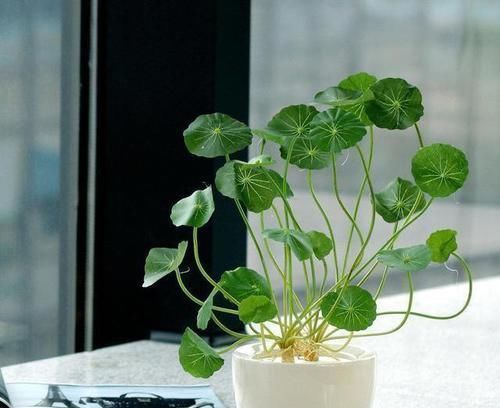 植物■哪些花能忍受恶劣的环境，养护容易一些？
