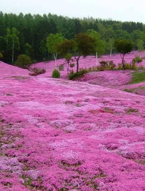  花儿：8种易养的铺满一地的花儿，轻松圆你的花园梦