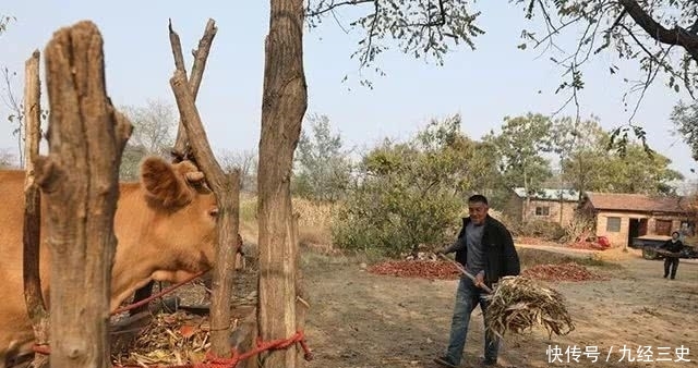  小牛犊■一个农村农民，生态养牛20头，能不能赚钱呢？每年赚多